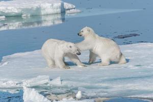 Due giovani cuccioli di orso polare selvatico che giocano sulla banchisa nel mare artico, a nord delle svalbard foto