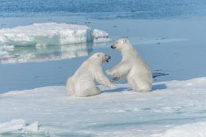 Due giovani cuccioli di orso polare selvatico che giocano sulla banchisa nel mare artico, a nord delle svalbard foto