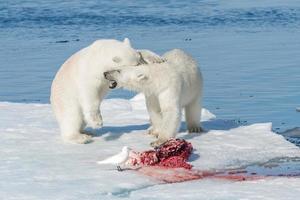 Due giovani cuccioli di orso polare selvatico che giocano sulla banchisa nel mare artico, a nord delle svalbard foto