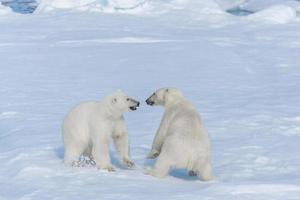 Due giovani cuccioli di orso polare selvatico che giocano sulla banchisa nel mare artico, a nord delle svalbard foto