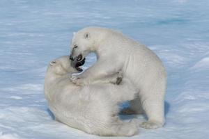 Due giovani cuccioli di orso polare selvatico che giocano sulla banchisa nel mare artico, a nord delle svalbard foto