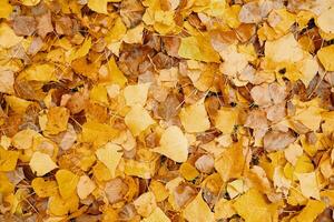 ingiallito caduto autunno asciutto le foglie. foto