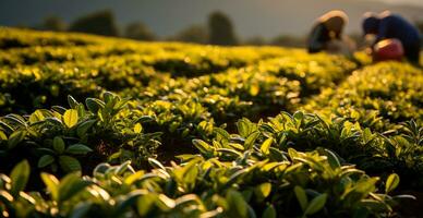 ai generato tè raccolta su un' piantagione nel India - ai generato Immagine foto