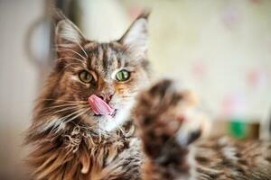 Maine coon gatto, vicino su. divertente, carino gatto con marmo pelliccia colore. maggiore addomesticati razze di felini. morbido messa a fuoco. foto