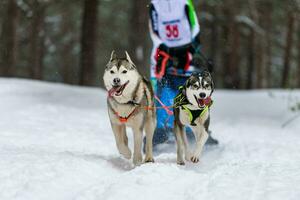 corse di cani da slitta. squadra di cani da slitta husky in imbracatura corsa e autista di cani da traino. gara del campionato di sport invernali. foto