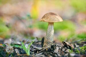 fungo leccinum versipelle nella foresta autunnale. porcini di betulla arancione. pasto sano commestibile. foto