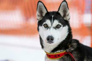 ritratto di cane husky, sfondo nevoso invernale. animale domestico divertente a camminare prima dell'addestramento del cane da slitta. foto