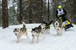 corse di cani da slitta. squadra di cani da slitta husky tira una slitta con autista di cani. gara invernale. foto