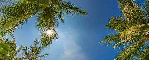 Perfetto estate vacanza sfondo. blu soleggiato cielo e Noce di cocco palma alberi Visualizza a partire dal sotto, Vintage ▾ stile, tropicale spiaggia e esotico estate sfondo, viaggio concetto. sorprendente natura spiaggia Paradiso foto