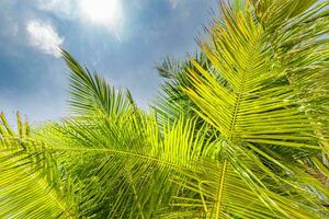 Perfetto estate vacanza sfondo. blu soleggiato cielo e Noce di cocco palma alberi Visualizza a partire dal sotto, Vintage ▾ stile, tropicale spiaggia e esotico estate sfondo, viaggio concetto. sorprendente natura spiaggia Paradiso foto