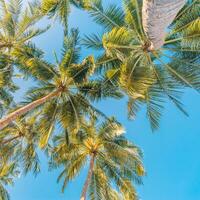 Perfetto estate vacanza sfondo. blu soleggiato cielo e Noce di cocco palma alberi Visualizza a partire dal sotto, Vintage ▾ stile, tropicale spiaggia e esotico estate sfondo, viaggio concetto. sorprendente natura spiaggia Paradiso foto