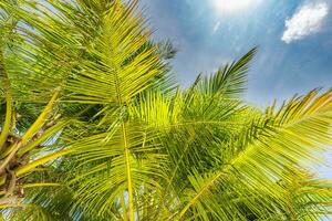 Perfetto estate vacanza sfondo. blu soleggiato cielo e Noce di cocco palma alberi Visualizza a partire dal sotto, Vintage ▾ stile, tropicale spiaggia e esotico estate sfondo, viaggio concetto. sorprendente natura spiaggia Paradiso foto