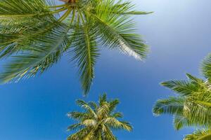 Perfetto estate vacanza sfondo. blu soleggiato cielo e Noce di cocco palma alberi Visualizza a partire dal sotto, Vintage ▾ stile, tropicale spiaggia e esotico estate sfondo, viaggio concetto. sorprendente natura spiaggia Paradiso foto