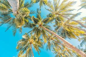 Perfetto estate vacanza sfondo. blu soleggiato cielo e Noce di cocco palma alberi Visualizza a partire dal sotto, Vintage ▾ stile, tropicale spiaggia e esotico estate sfondo, viaggio concetto. sorprendente natura spiaggia Paradiso foto