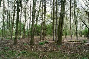 maggior parte bellissimo pubblico parco di Inghilterra foto