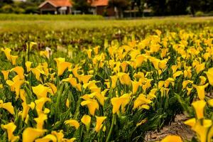 giallo fiori nel un' campo con un' Casa nel il sfondo foto