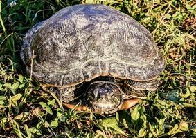 un' tartaruga è seduta su il erba nel il sole foto
