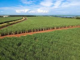 campo di canna da zucchero verde nello stato di sao paulo, brasile