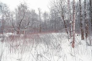 campo invernale circondato da alberi nel parco forestale coperto di neve bianca foto
