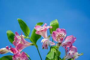 delicato rosa fiori su blu. avvicinamento, selettivo messa a fuoco. floreale naturale sfondo. foto