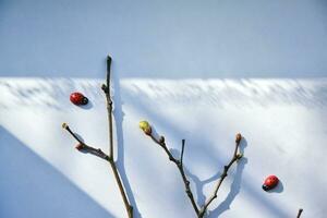 astratto primavera albero rami ombre su leggero carta struttura. astratto di moda natura concetto sfondo. foto