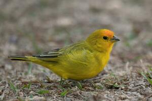 zafferano fringuello, sicalis flaveola, serra da canastra nazionale parco, mine Gerais, brasile foto