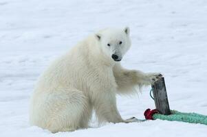 polare orso, ursus marittimo, ispezionando il corda e il polo quello detiene un spedizione nave, svalbard arcipelago, Norvegia foto