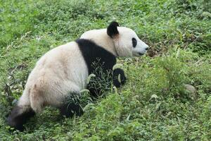 adulto gigante panda, ailuropoda melanoleuca, Chengdu, sichuan, Cina foto