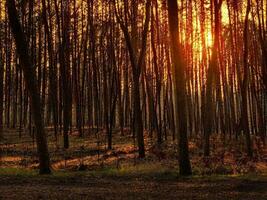 ai generato tramonto Alba nel pino foresta. vicino Visualizza di buio nero abete rosso tronchi sagome nel naturale luce del sole di luminosa colorato drammatico cielo. luce del sole nel soleggiato conifero foresta. foto