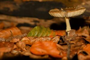 funghi nel bosco foto