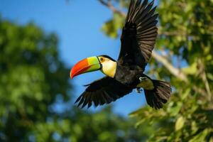 ai generato animale tucano nero colorato foresta piuma verde albero bellissimo America uccello tropicale foto
