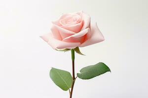 ai generato bianca San Valentino romanza natura sfondo rosa floreale bellezza verde giardinaggio rosa foto