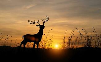 silhouette di cervo con ramificazione nel prato campo contro cielo Alba sfondo. natura conservazione concetto foto