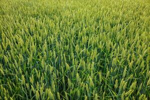 un' campo di verde Grano foto