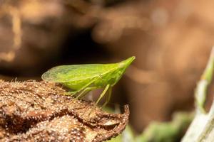 piccola cicala verde dictyophara europaea, portatore di lanterna foto