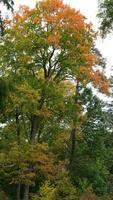 il colorato e bellissimo le foglie su il alberi nel autunno foto