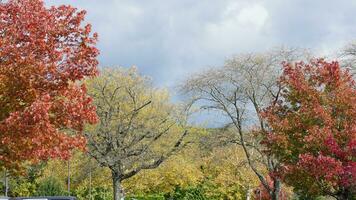 il colorato e bellissimo le foglie su il alberi nel autunno foto