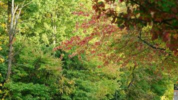 il colorato e bellissimo le foglie su il alberi nel autunno foto