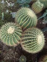 un' cactus albero quello cresce grande e è coperto nel spine nel il cortile di un' Casa foto