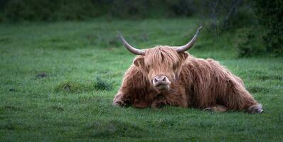 grande mucca con corna rilassa su il campo foto