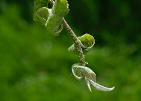 avvicinamento di afide colonia - aphididae e formiche - su aple albero foglia. macro foto di insetto peste - pianta pidocchi, mosca verde, mosca nera o mosca bianca - suzione succo a partire dal pianta.