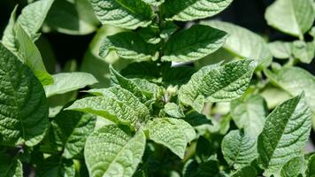 verde fresco le foglie di Patata - Solanum tuberosa - su cespugli nel il campo, superiore Visualizza. sfondo di un' lotto di patate le foglie. foto