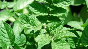 verde fresco le foglie di Patata - Solanum tuberosa - su cespugli nel il campo, superiore Visualizza. sfondo di un' lotto di patate le foglie. foto