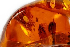macro ambra minerale pietra con ragno su bianca sfondo foto