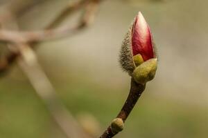 bellissimo magnolia fiori con acqua goccioline foto