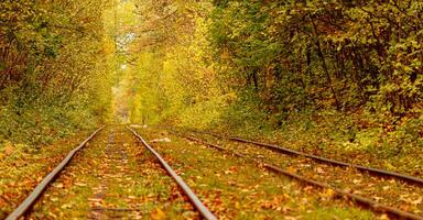 autunno foresta attraverso quale un vecchio tram cavalcate Ucraina foto