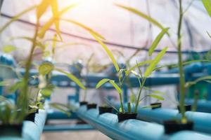 agricoltura idroponica delle verdure nel fondo del terreno coltivabile. cibo biologico e concetto sano. nuove tecnologie e agricoltura moderna. tema dell'agricoltura intelligente. tema natura e ambiente foto