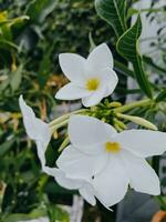 naturale bellissimo frangipani o plumeria bianca e giallo con sfocato sfondo di verde le foglie. foto