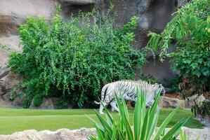 un' bianca tigre a piedi attraverso un' erboso la zona foto