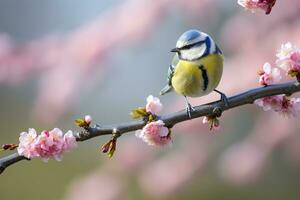 ai generato un' bluetit uccello riposo su il ramo. eurasiatico blu tetta foto